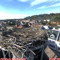16_55-nest.jpg