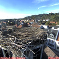 17_00-nest.jpg