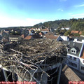 17_05-nest.jpg
