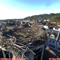17_35-nest.jpg
