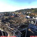 17_40-nest.jpg