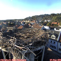 17_45-nest.jpg
