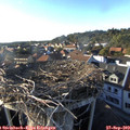 17_50-nest.jpg