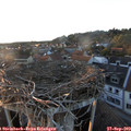 18_50-nest.jpg